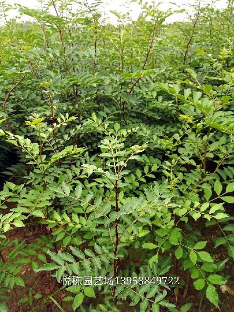 大红袍花椒苗0.5~1年