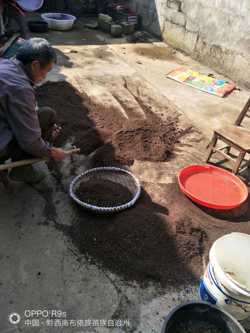 贵州深山夜明砂蝙蝠屎农村一手货源2斤起发货