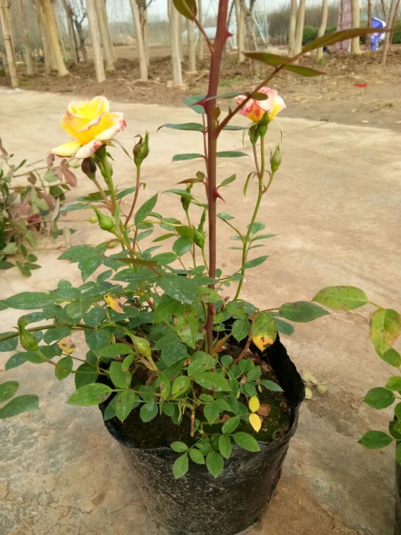 欧洲月季30~40cm