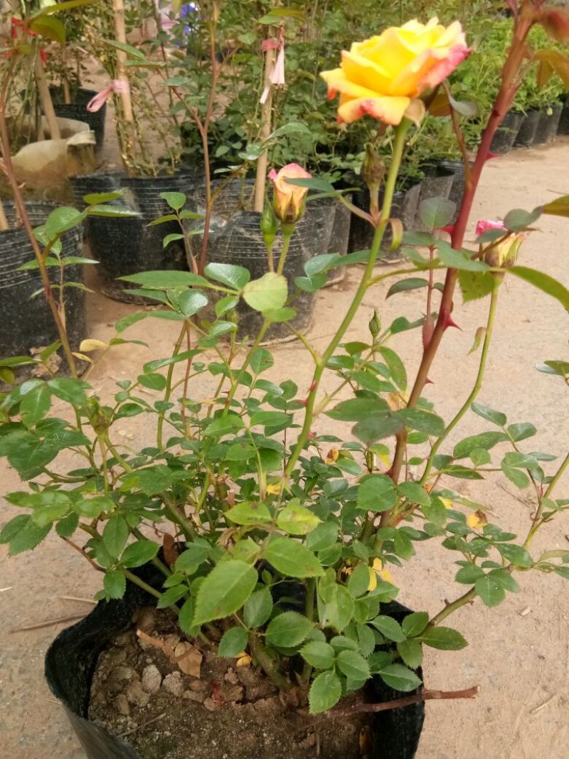 欧洲月季30~40cm