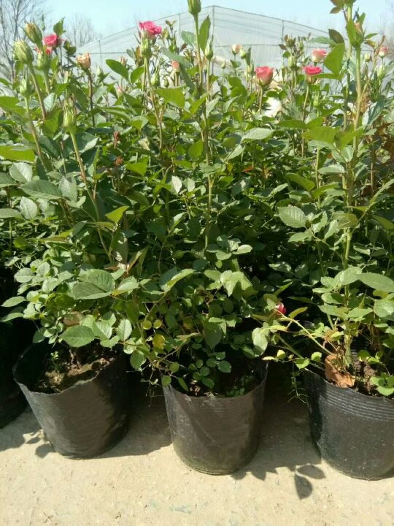 欧洲月季30~40cm