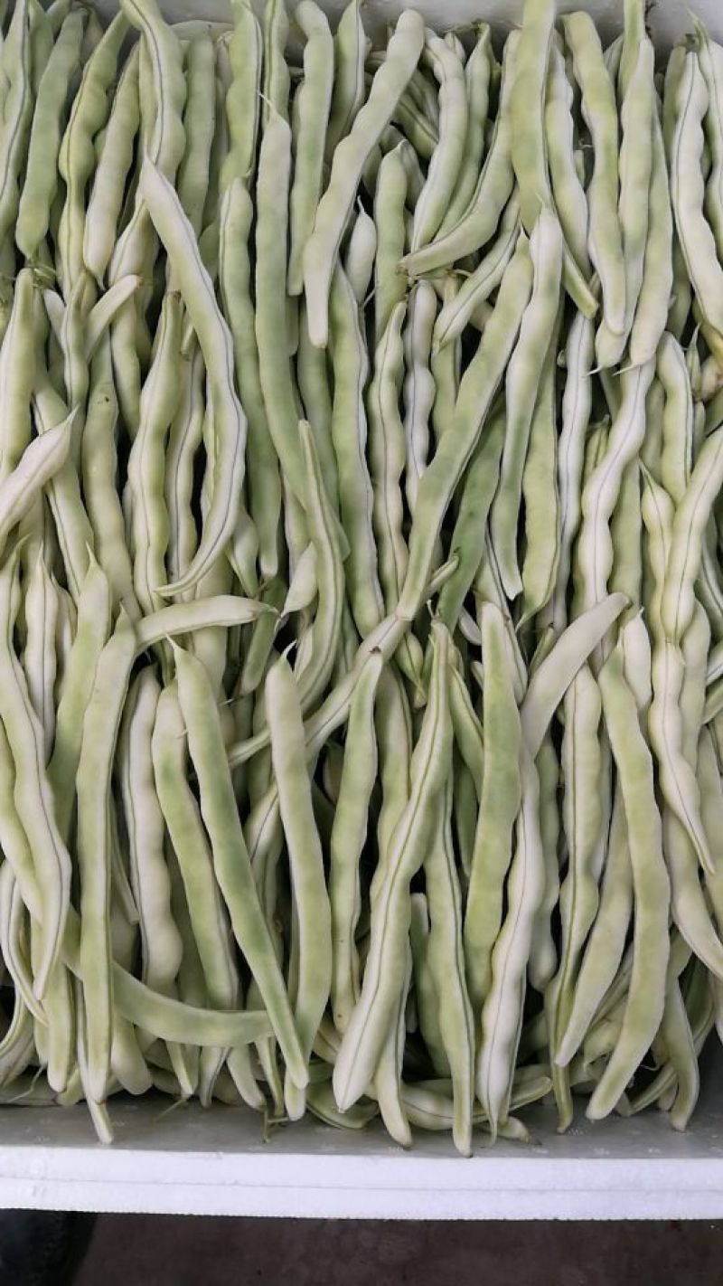 山东泰安德兴隆农业优质精品芸豆三万亩温室棚种植区域