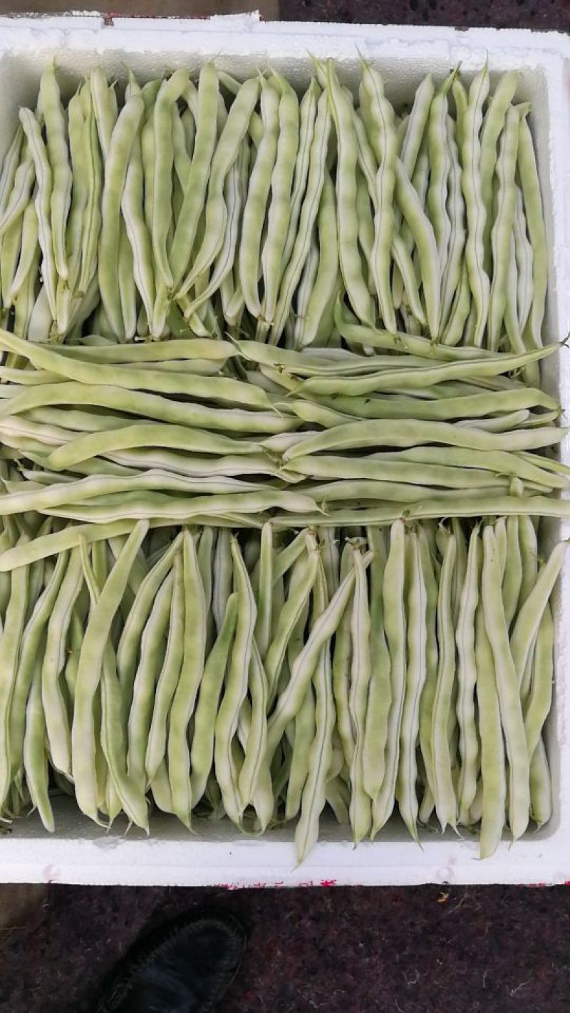 山东泰安德兴隆农业优质精品芸豆三万亩温室棚种植区域