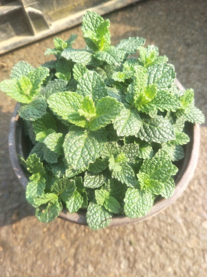 薄荷苗