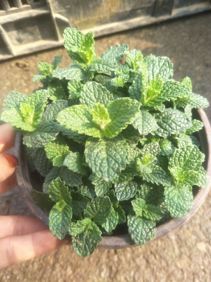 薄荷苗