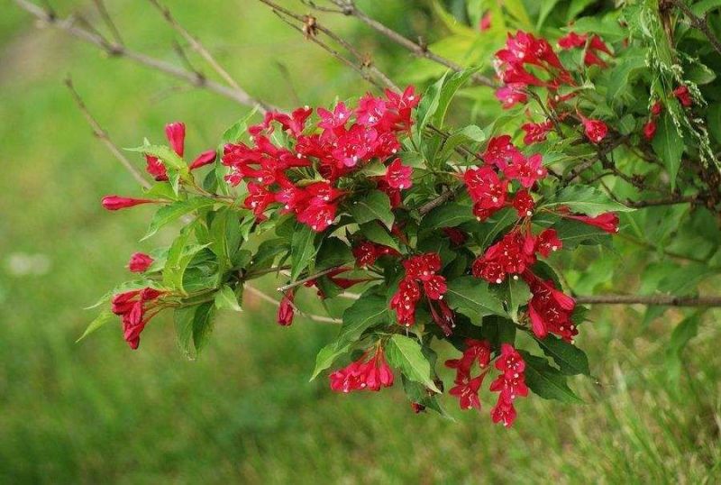 红王子锦带花价格宿迁苗圃价格便宜无中介