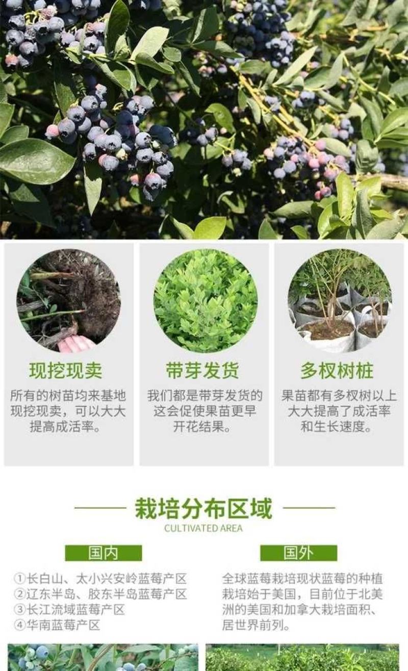 蓝莓树苗盆栽地栽带土阳台南方北方种植当年结果耐寒蓝莓果树