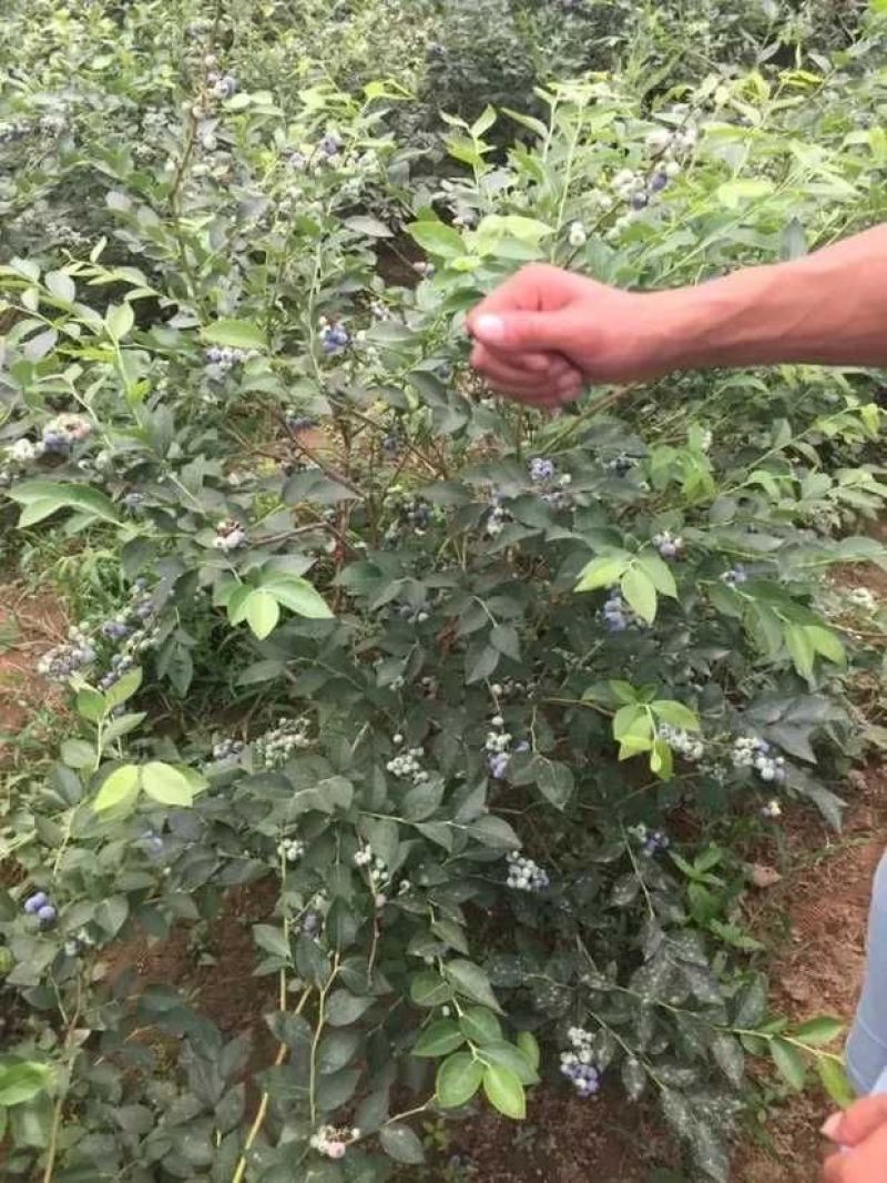 蓝莓树苗盆栽地栽带土阳台南方北方种植当年结果耐寒蓝莓果树