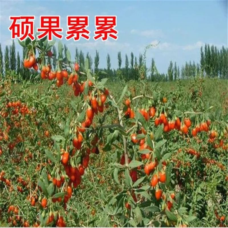 宁夏苟杞苗果树苗红枸杞野生枸杞树苗南北方地栽盆栽种植