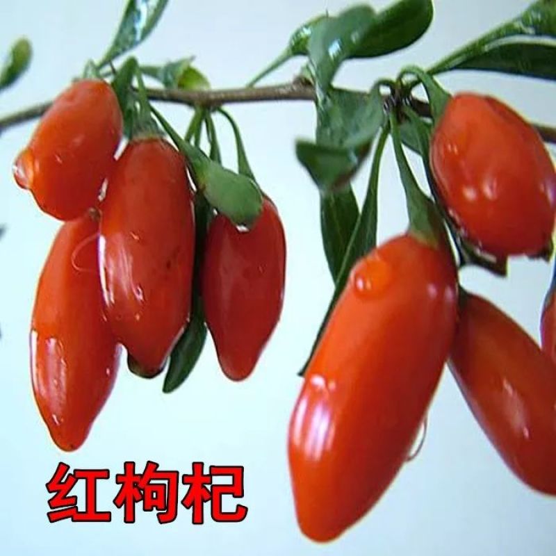 宁夏苟杞苗果树苗红枸杞野生枸杞树苗南北方地栽盆栽种植