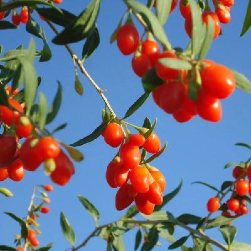 宁夏苟杞苗果树苗红枸杞野生枸杞树苗南北方地栽盆栽种植