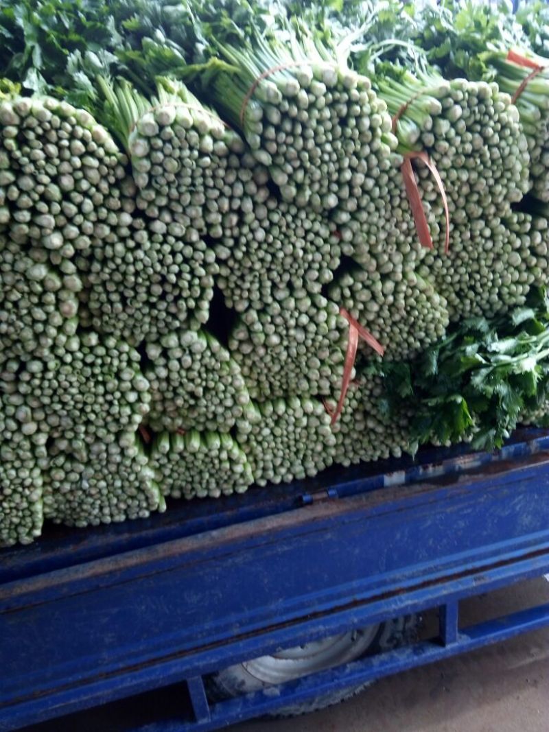 美国文图拉芹菜55cm以上，青脆型，黄白型，西芹，芹菜