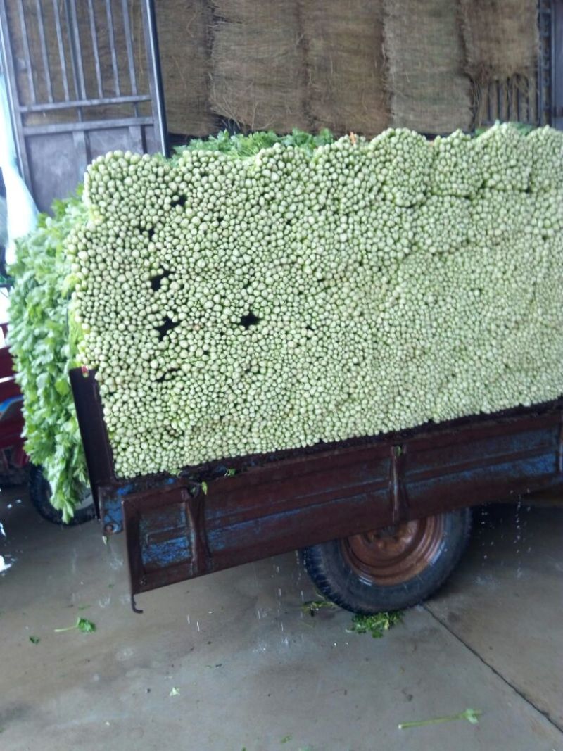 美国文图拉芹菜55cm以上，青脆型，黄白型，西芹，芹菜