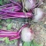 甜菜根，新鲜现发，打汁甜菜根，甜菜头，诚信经营，全国发货