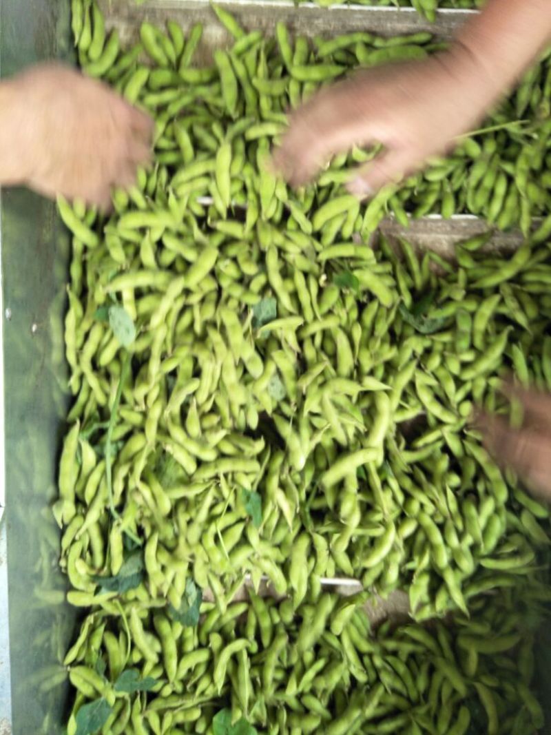 毛豆，18~24克大荚翠绿宝，产地直发，绿宝石毛豆，速抢