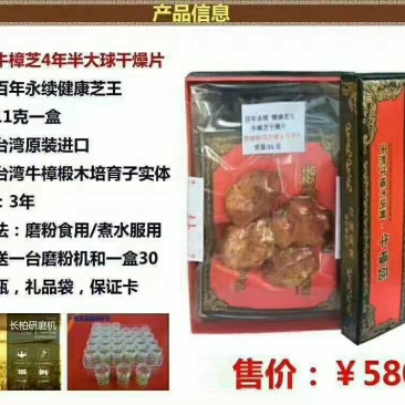 牛樟菇