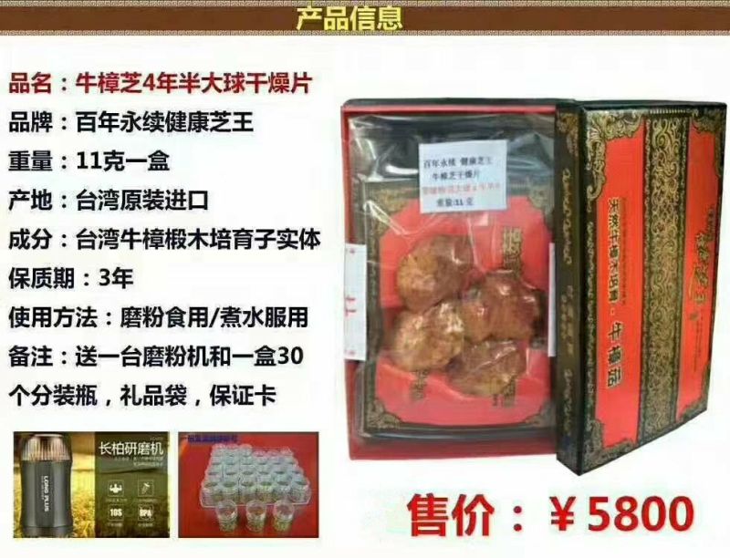 牛樟菇