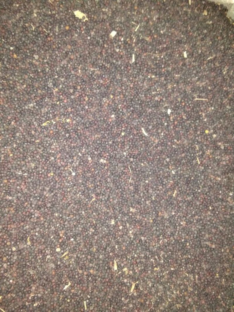 甘蓝型油菜籽3级