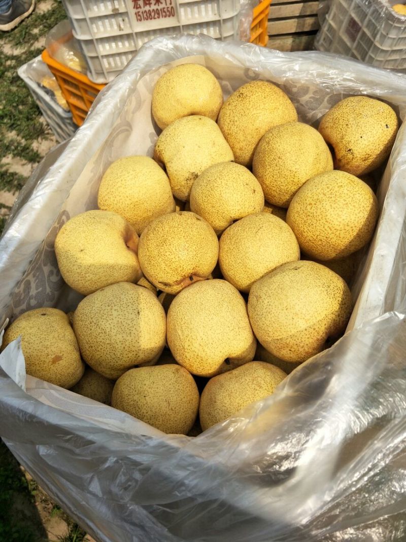 砀山梨250~300g光果