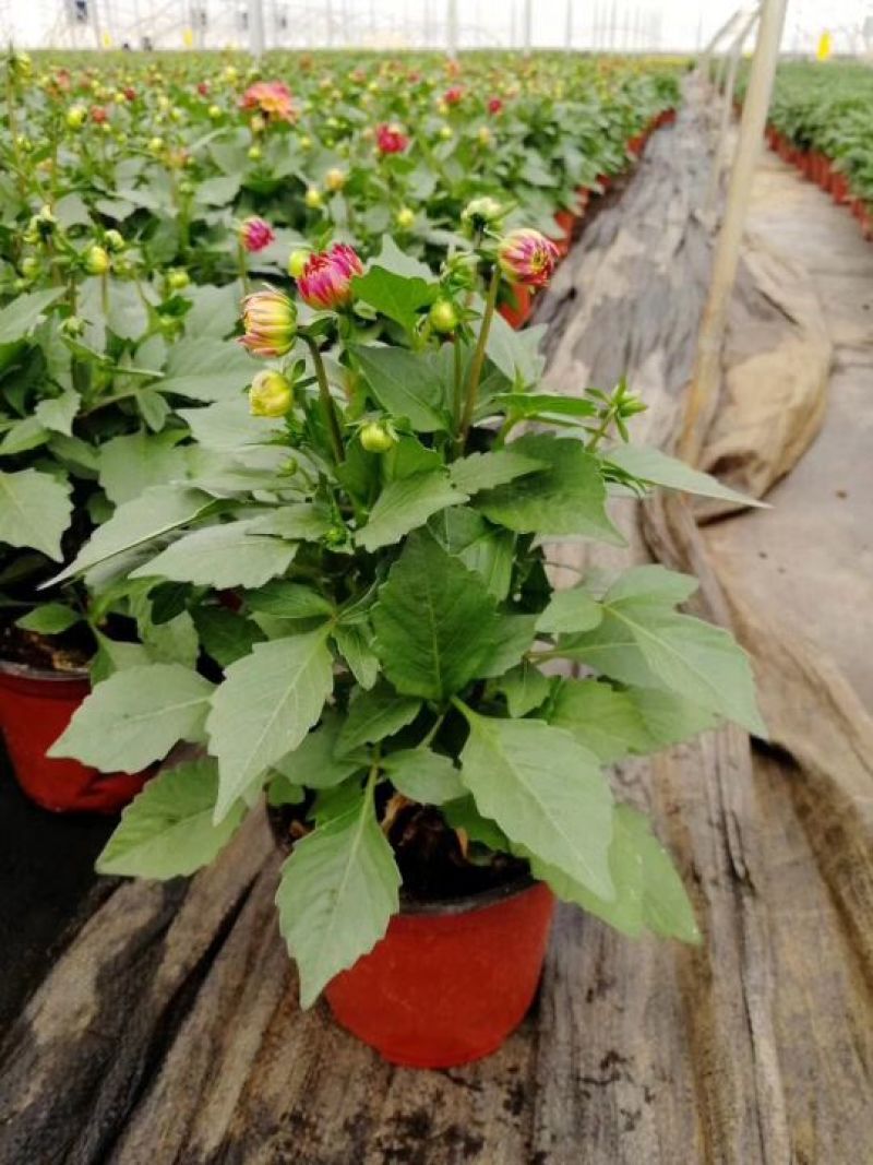 大丽花