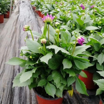 大丽花