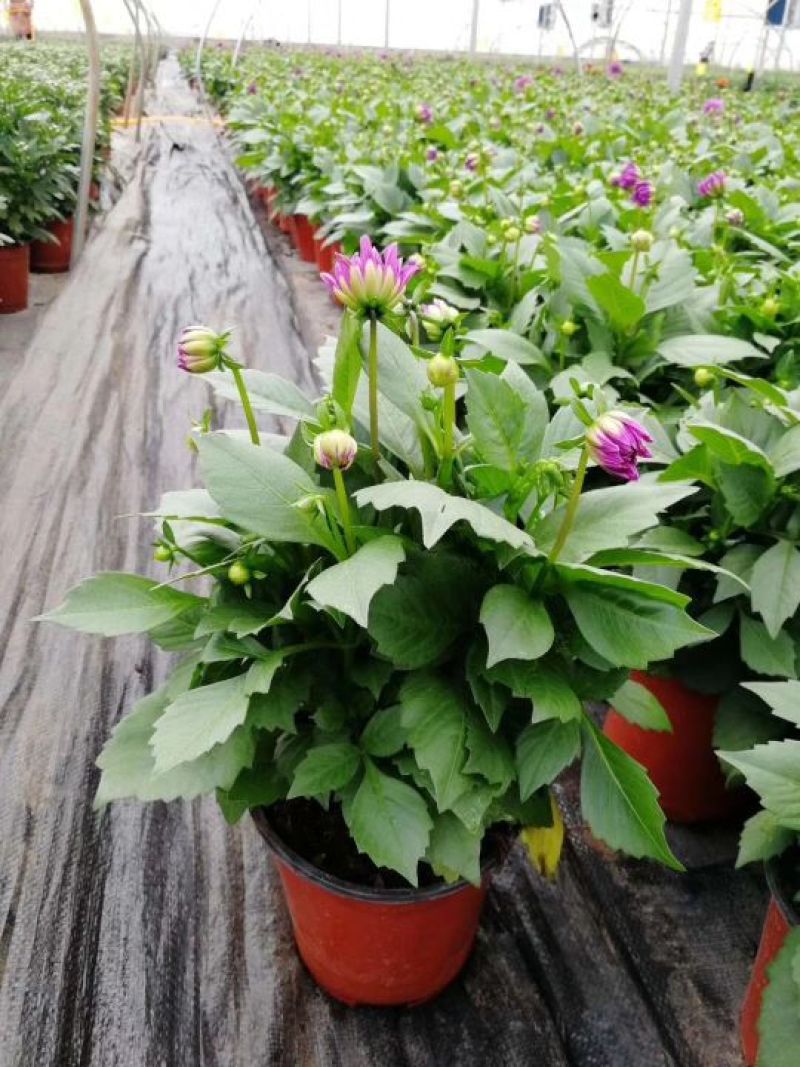 大丽花