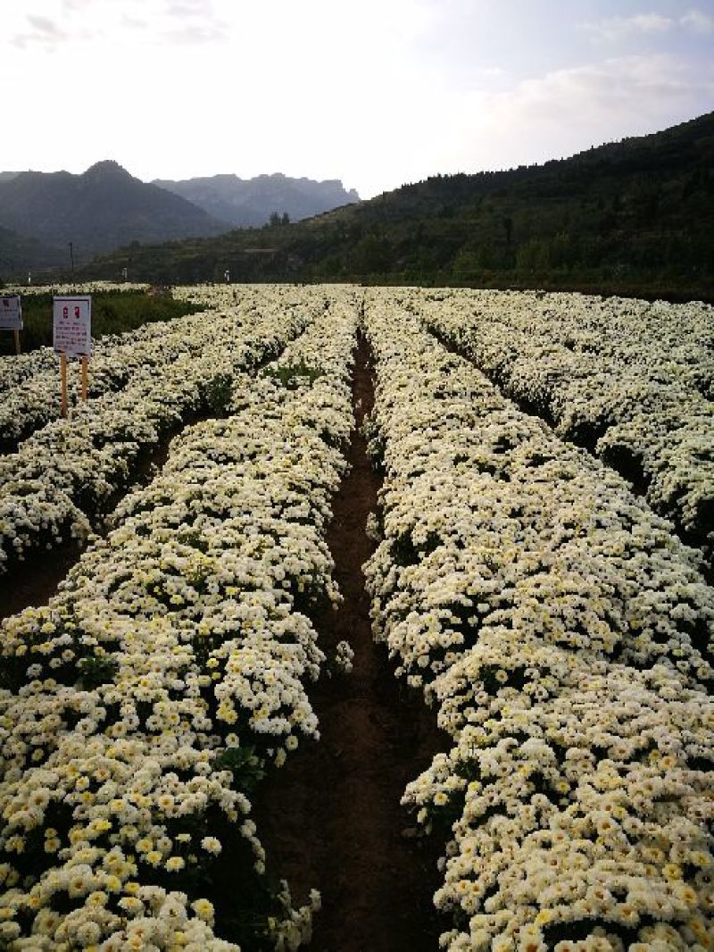 菊花苗北京菊菊花小苗高产量易管理