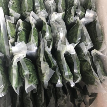 桑芽菜鲜