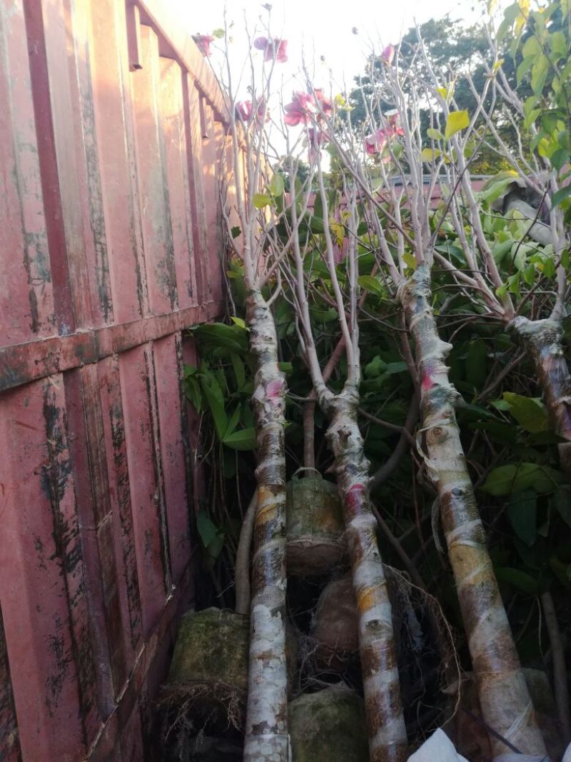 紫玉兰（玉堂春）10~12cm，每年春开花，花期较长