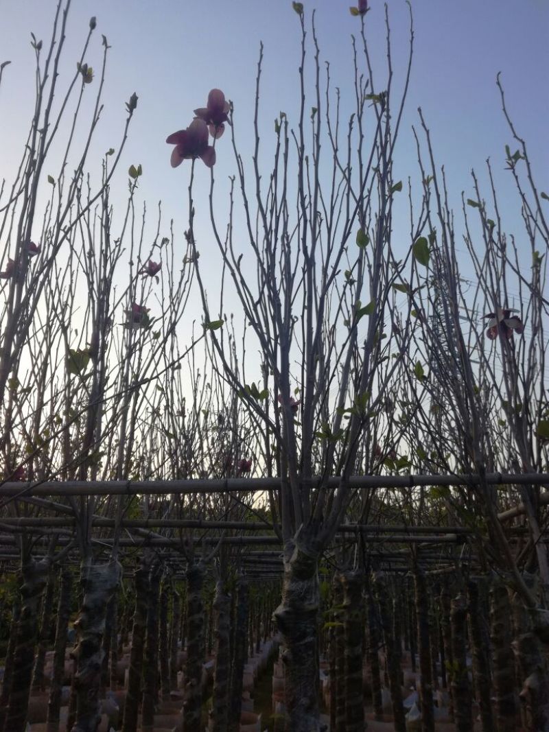 紫玉兰（玉堂春）10~12cm，每年春开花，花期较长