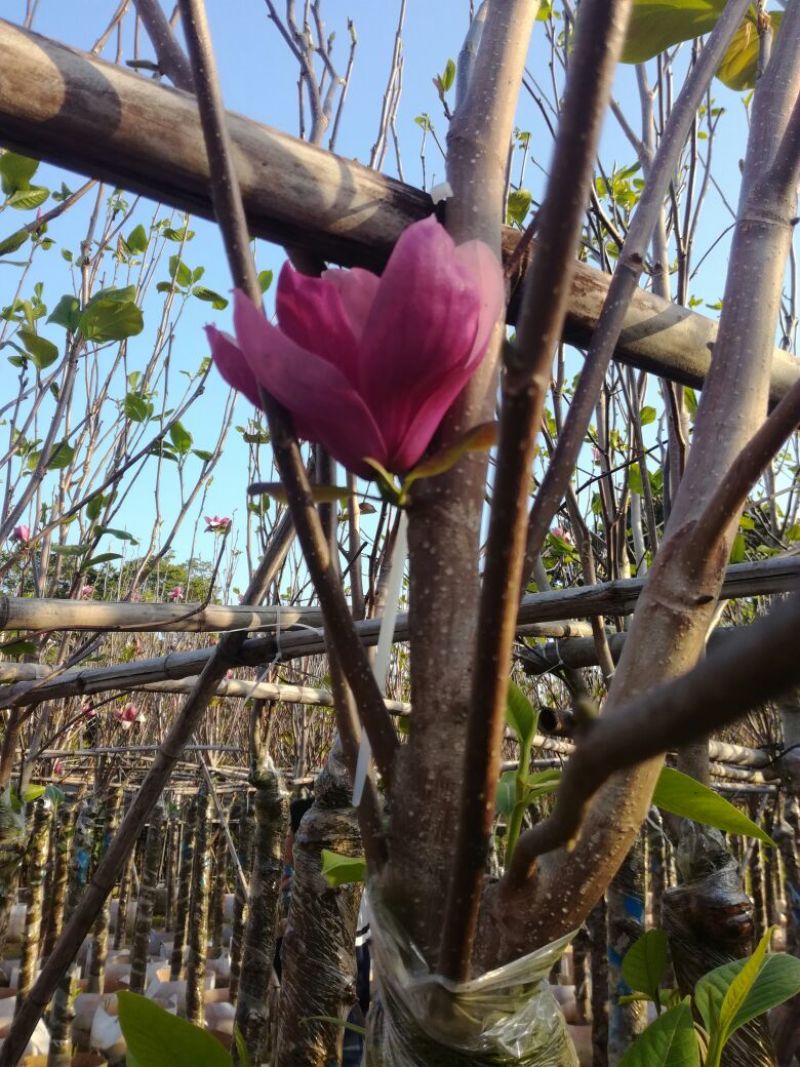 紫玉兰（玉堂春）10~12cm，每年春开花，花期较长