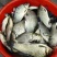 白鲫食用