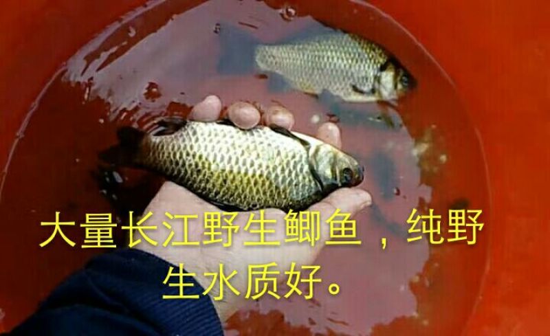 白鲫食用
