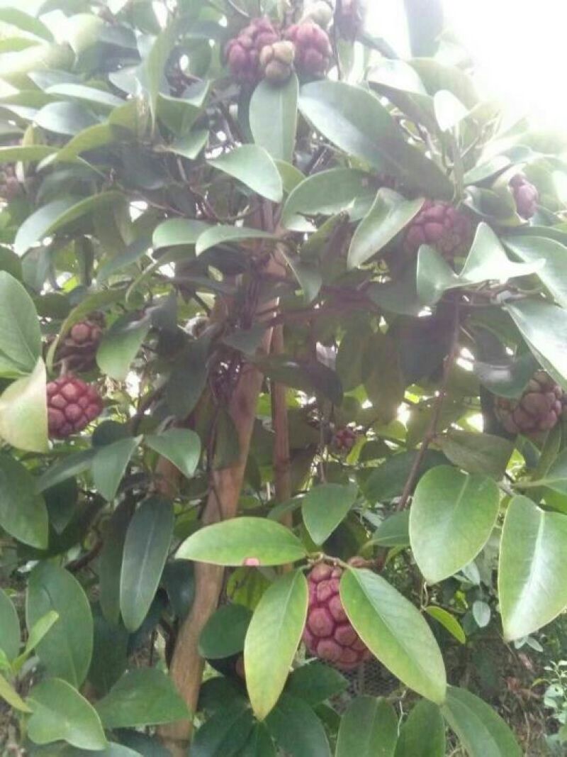 布福娜树苗30~50cm