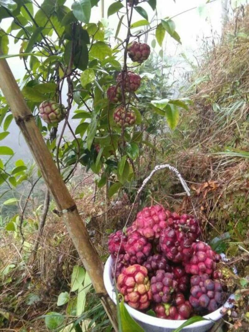 布福娜树苗30~50cm