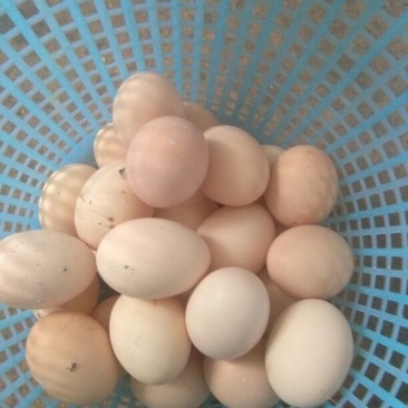 土鸡蛋食用40~50g