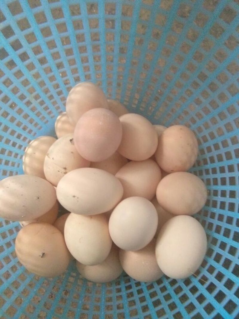 土鸡蛋食用40~50g