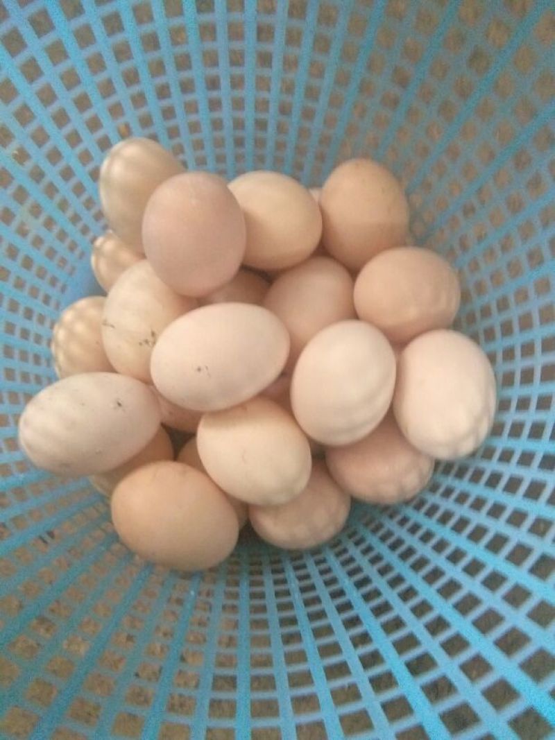 土鸡蛋食用40~50g