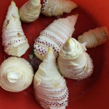 干笋