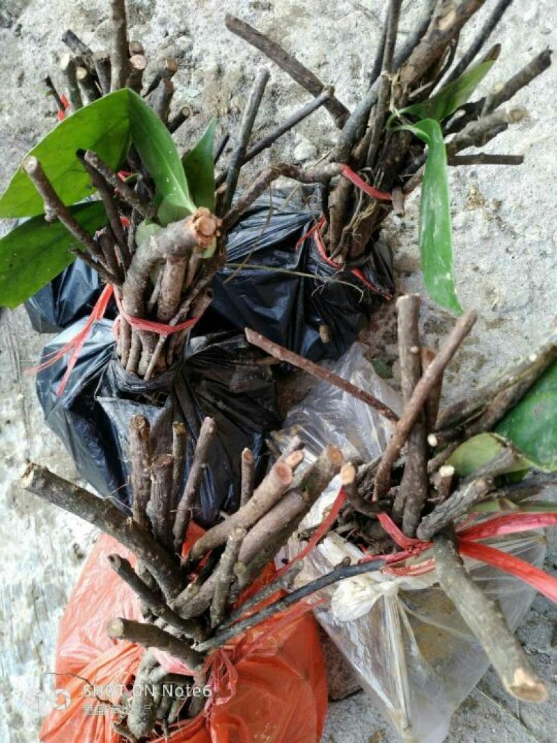 布福娜树苗30~50cm