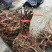 布福娜树苗30~50cm