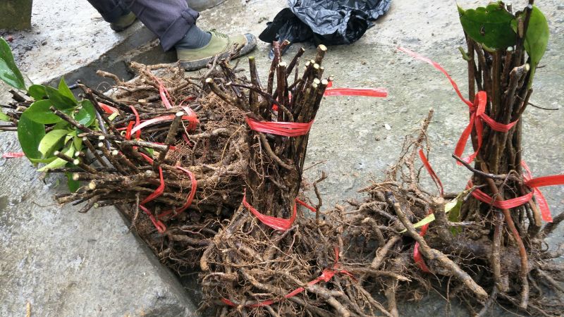 布福娜树苗30~50cm