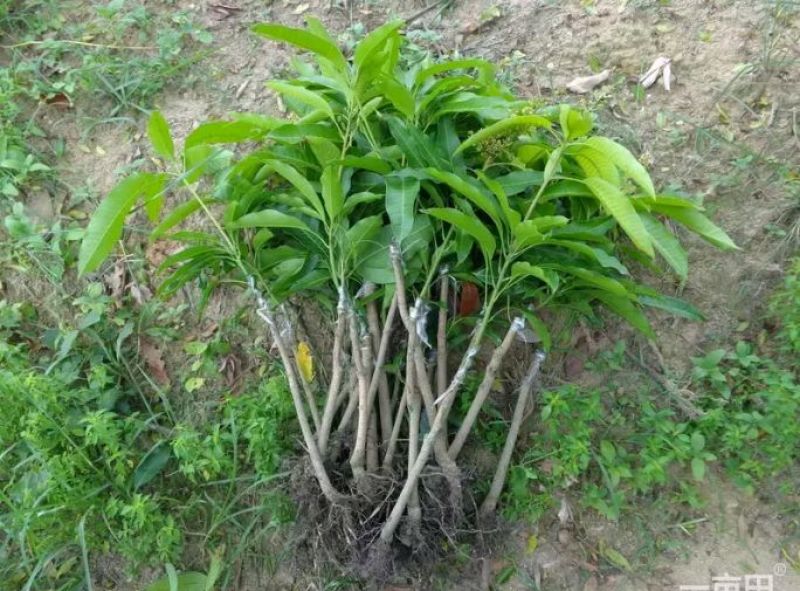 芒果苗1m以下