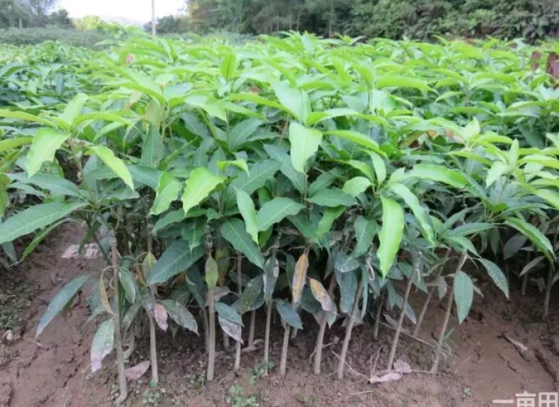 芒果苗1m以下