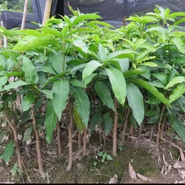 芒果苗1m以下
