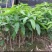 芒果苗1m以下