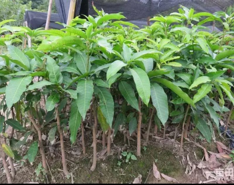 芒果苗1m以下