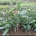 芒果苗1m以下