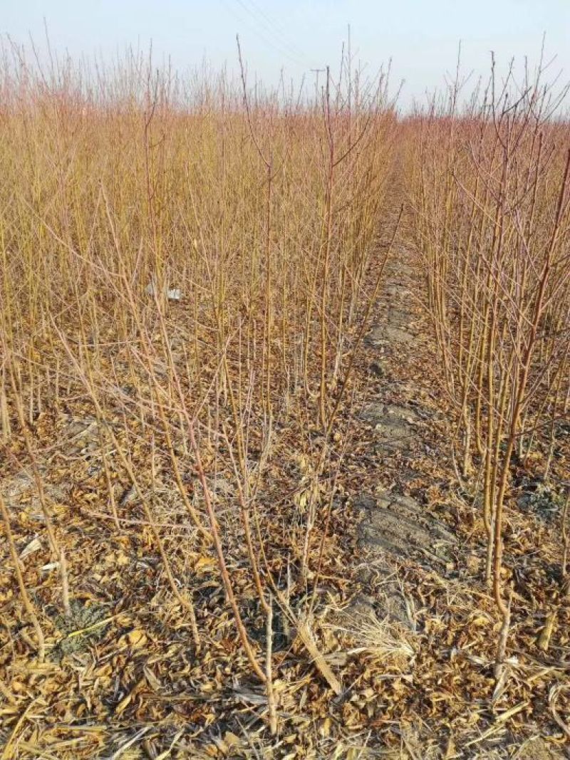 【易存活】春雪桃树苗1年苗果个大甜度高品种纯