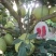 红心蜜柚苗0.5~0.8m0.8~1cm